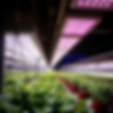 Magnificent A Comprehensive Guide to Commercial Growing Lights