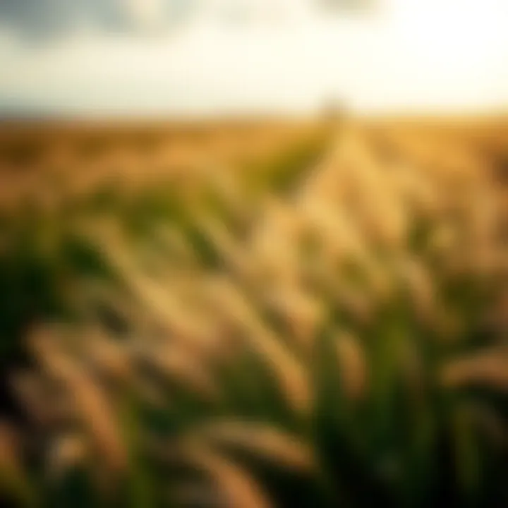 Magnificent Choosing the Right Grass Seed for Hot Weather Conditions
