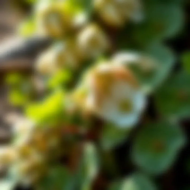 Magnificent Comprehensive Insights into Flowering Purslane Seeds