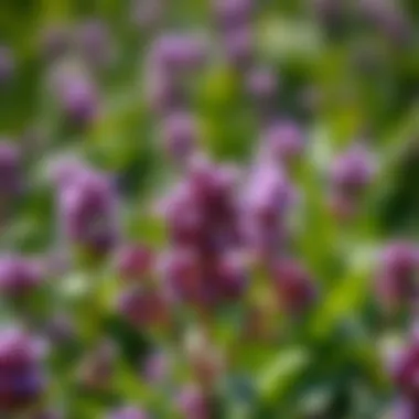 Magnificent Effective Strategies for Managing Purple Clover Magnificent Effective Strategies for Managing Purple Clover
