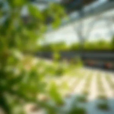 Magnificent Exploring the Hydroponic Tray System: A Comprehensive Guide Magnificent Exploring the Hydroponic Tray System: A Comprehensive Guide