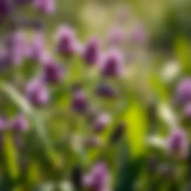 Magnificent The Ecological and Agricultural Significance of Little Purple Weeds Magnificent The Ecological and Agricultural Significance of Little Purple Weeds
