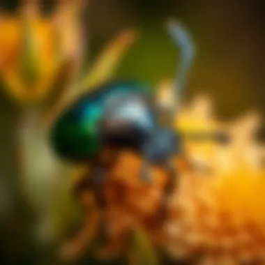 Magnificent The June Beetle: An In-Depth Examination Magnificent The June Beetle: An In-Depth Examination