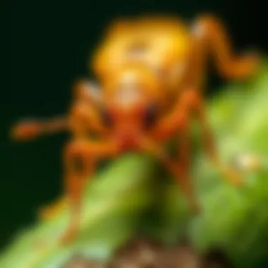 Magnificent Understanding Termite Identification: A Comprehensive Guide Magnificent Understanding Termite Identification: A Comprehensive Guide