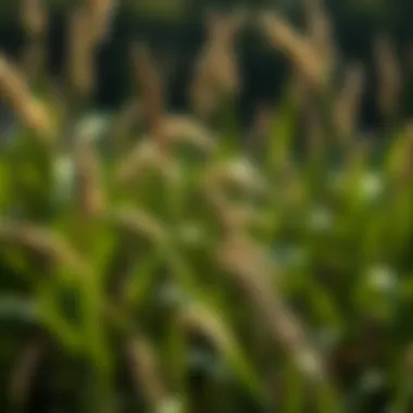Magnificent Understanding Weeds: A Detailed Exploration of Three Types Magnificent Understanding Weeds: A Detailed Exploration of Three Types