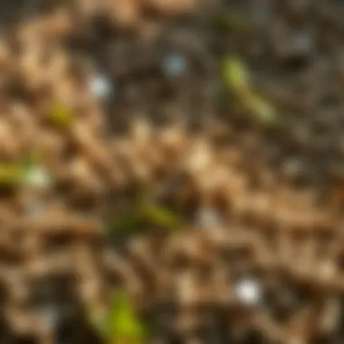 Magnificent Zinc Pellets: Applications in Agriculture and Beyond