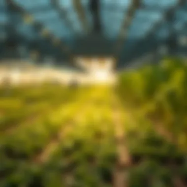 Notable A Comprehensive Guide to Commercial Growing Lights