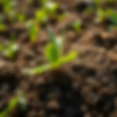 Close-up of soil showing healthy structure and nutrients