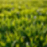 Vibrant Bermuda Grass Lawn Vibrant Bermuda grass lawn showcasing healthy growth