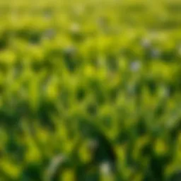 Vibrant Bermuda grass lawn showcasing healthy growth