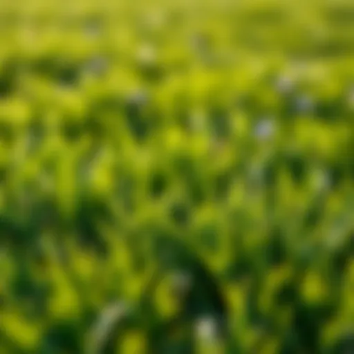 Vibrant Bermuda Grass Lawn Vibrant Bermuda grass lawn showcasing healthy growth