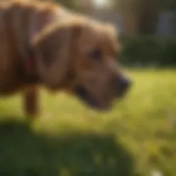 Lawn with distinct brown patches caused by dog urine