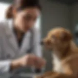 Veterinarian examining a dog for signs of pain