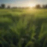 Vibrant green field of annual ryegrass in Florida