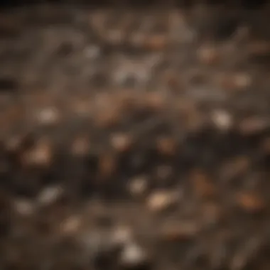 Close-up of bat guano in a compost pile showcasing its texture