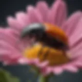 A close-up of a beetle on a vibrant flower, showcasing the pollination process