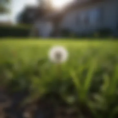 Healthy Lawn Post Dandelion Treatment Healthy lawn after dandelion treatment