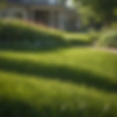 Effective Spring Lawn Care for Tall Fescue Spring lawn care techniques for tall fescue