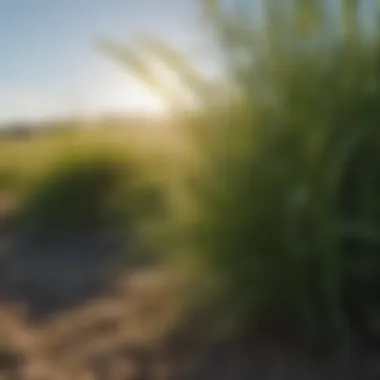 Close-up of fine fescue grass blades thriving in a sunny landscape