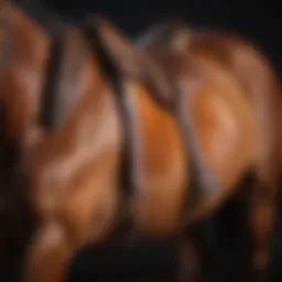 High-withered horse with a well-fitted half pad