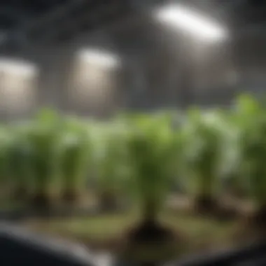 Nutrient Solutions for Optimal Growth Close-up of nutrient-rich hydroponic solution