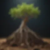 Healthy roots promoting plant stability