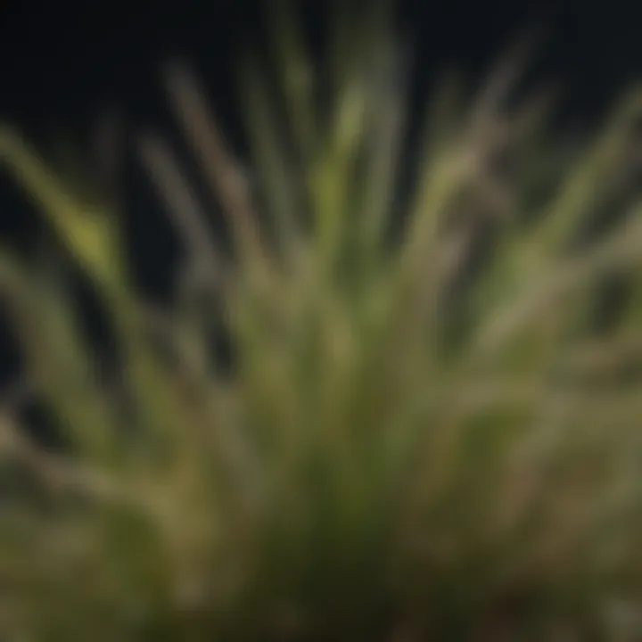 Close-up of buffalo grass seed highlighting its texture