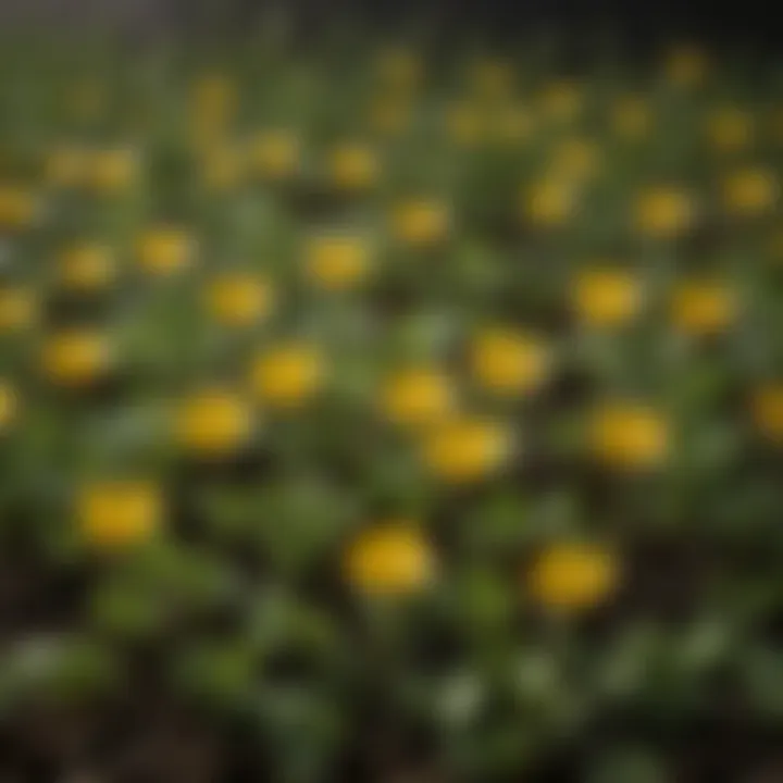 Close-up view of buttercup seedlings showcasing their unique leaf structure and vibrant green color.