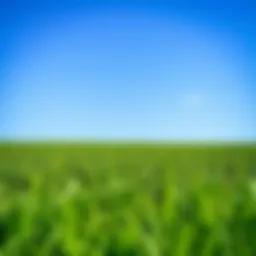 Lush green sod field under a clear blue sky