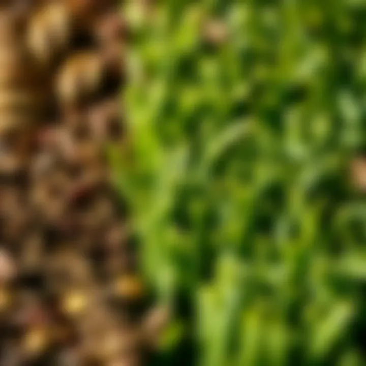 Close-up of different sod varieties with vibrant colors