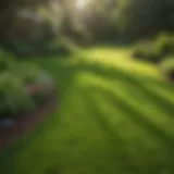 A lush green lawn in North Jersey showcasing ideal grass types.