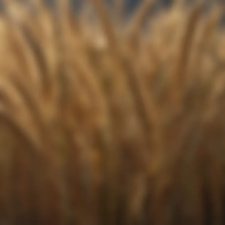 Close-up of heirloom barley seeds