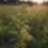 A close-up view of invasive Texas weeds in a field