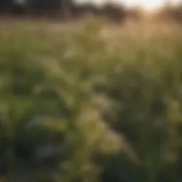 A close-up view of invasive Texas weeds in a field