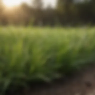 Close-up of grass with fertilizer droplets