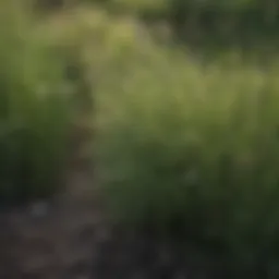 Close-up view of buffalo grass with weeds