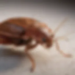 A close-up view of a bed bug on a mattress