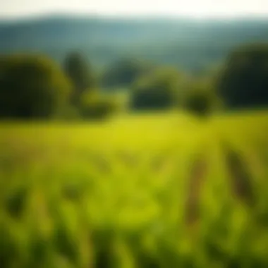 Vast green pasture showcasing the beauty of Georgia's landscapes