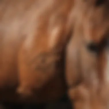 Close-up view of a horse's hoof with visible quarter crack