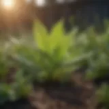 A close-up of a broadleaf weed in a garden setting