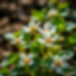 Comprehensive Insights into Flowering Purslane Seeds Introduction