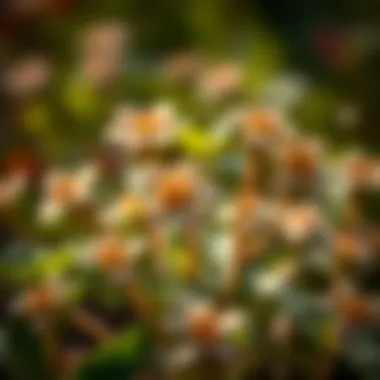 Notable Comprehensive Insights into Flowering Purslane Seeds