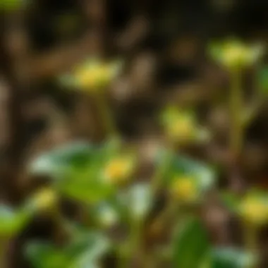 Comprehensive Insights into Flowering Purslane Seeds Summary