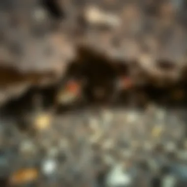 Common Pests Under Residential Structures A close-up view of common pests found under houses