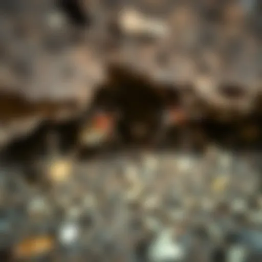 Common Pests Under Residential Structures A close-up view of common pests found under houses