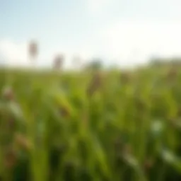 Annual bluegrass in a field with weeds