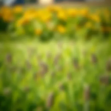 Evaluating Environmental Impacts Environmental impact of herbicides