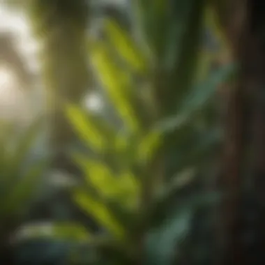 Close-up of healthy banana tree leaves in sunlight