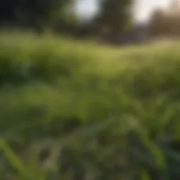 Lush green grass indicating spring growth