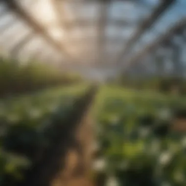 Climate conditions affecting greenhouse performance